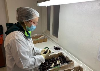Con éxito finaliza la temporada de cerezas 2021.