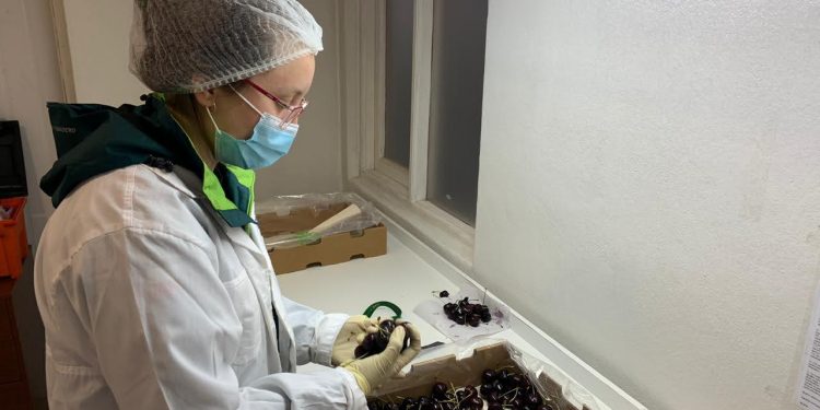 Con éxito finaliza la temporada de cerezas 2021.