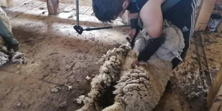 Con apoyo del sector público se desarrolla la esquila en sector El Ceballo de Chile Chico.