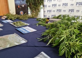 PDI y Fiscalía incautan plantas de cannabis sativa desde invernaderos y detienen a tres personas.