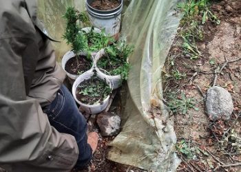 Carabineros de Cochrane indaga invernadero con plantas de marihuana en predio particular.