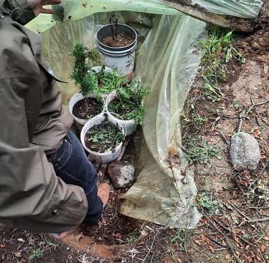 Carabineros de Cochrane indaga invernadero con plantas de marihuana en predio particular.