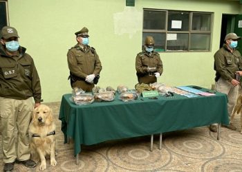 Carabineros del O.S.7 Los Lagos y Aysén junto a la Fiscalía decomisan más de 6 kilos de marihuana “creepy” con destino a Coyhaique.