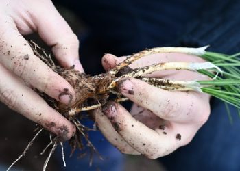 Día Fundación para la Innovación Agraria, instancia de vinculación y alianzas para la innovación agrícola nacional