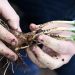 Día Fundación para la Innovación Agraria, instancia de vinculación y alianzas para la innovación agrícola nacional
