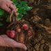 Desarrollan nuevas variedades comerciales de papas resistentes al estrés hídrico
