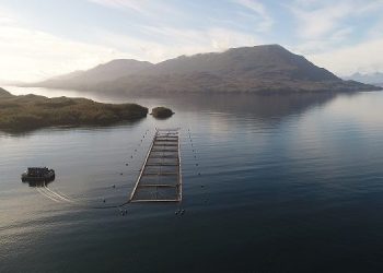 Invitan a proveedores de la industria salmonicultora a inscribirse en programa “Red de Mentores del Salmón”.