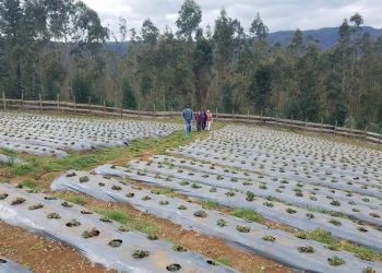 INDAP y Ministerio de Economía capacitan agricultores y profesionales en asociatividad y cooperativismo