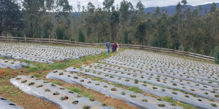INDAP y Ministerio de Economía capacitan agricultores y profesionales en asociatividad y cooperativismo