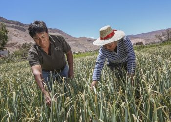 INDAP impulsa a través del crédito COBIN el avance de productores y comunidades indígenas