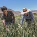 INDAP impulsa a través del crédito COBIN el avance de productores y comunidades indígenas