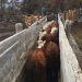 Productor Bovino de localidad de El Blanco logra concretar exportación a China.