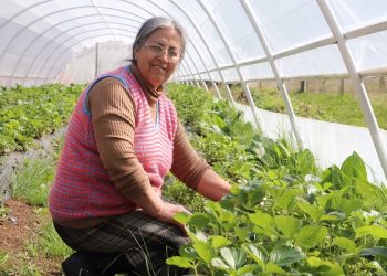 Programa Mujeres Rurales del Convenio INDAP –PRODEMU realiza nueva convocatoria con acento en el empoderamiento personal y colectivo de organizaciones rurales campesinas