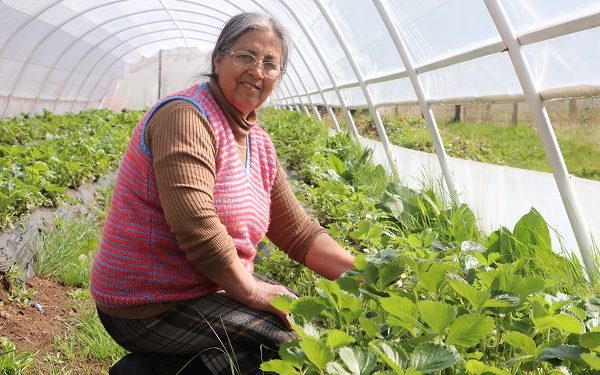 Programa Mujeres Rurales del Convenio INDAP –PRODEMU realiza nueva convocatoria con acento en el empoderamiento personal y colectivo de organizaciones rurales campesinas