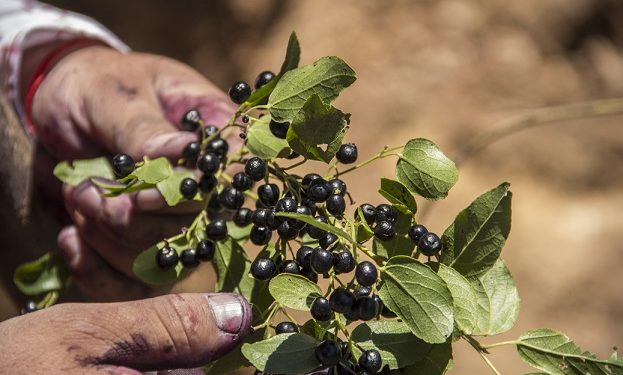 Estudio comprueba que la producción de maqui en la zona centro es más resistente al estrés hídrico