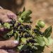Estudio comprueba que la producción de maqui en la zona centro es más resistente al estrés hídrico