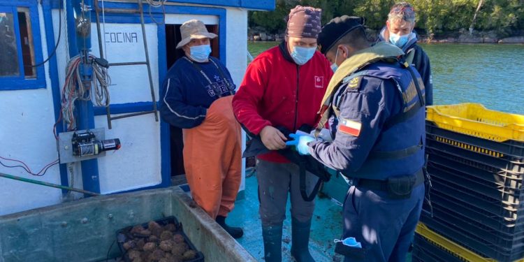 Autoridad Marítima y Sernapesca incautaron 200 kilos de kilos de erizo en el área de Aysén