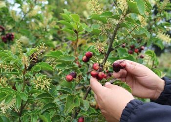 El 76,1% de las cooperativas agrícolas de La Araucanía son conformadas por población mapuche