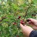 El 76,1% de las cooperativas agrícolas de La Araucanía son conformadas por población mapuche