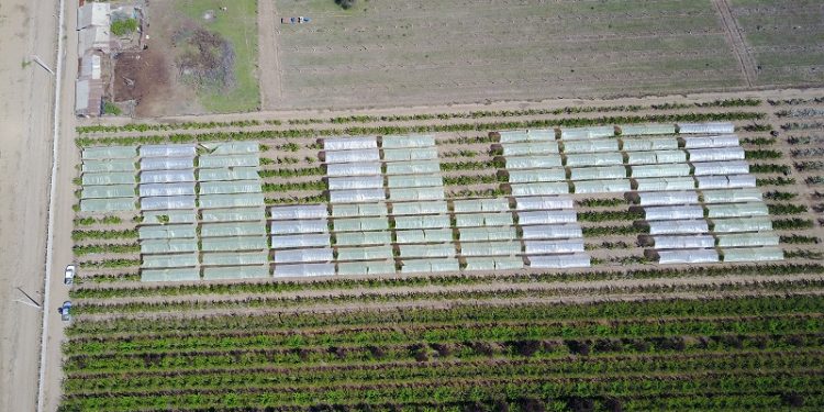 Cinco innovaciones agrícolas de vanguardia que responden al cambio climático