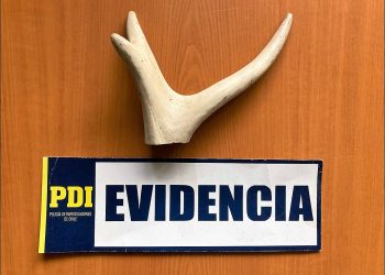 BIDEMA PDI Aysén incauta asta de huemul en aeropuerto de Balmaceda