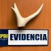 BIDEMA PDI Aysén incauta asta de huemul en aeropuerto de Balmaceda