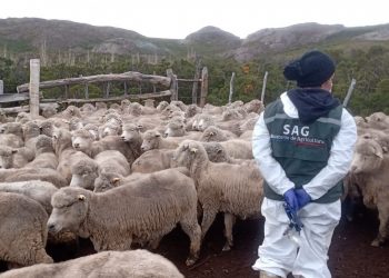 Más de once mil animales han sido atendidos gracias al componente sanitario del Programa Ovino que ejecuta el SAG