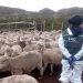 Más de once mil animales han sido atendidos gracias al componente sanitario del Programa Ovino que ejecuta el SAG