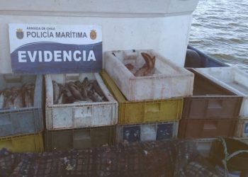 Más de 7 mil kilos de Merluza Austral y 852 kilos de Sardina fueron incautados por Autoridad Marítima de Aysén