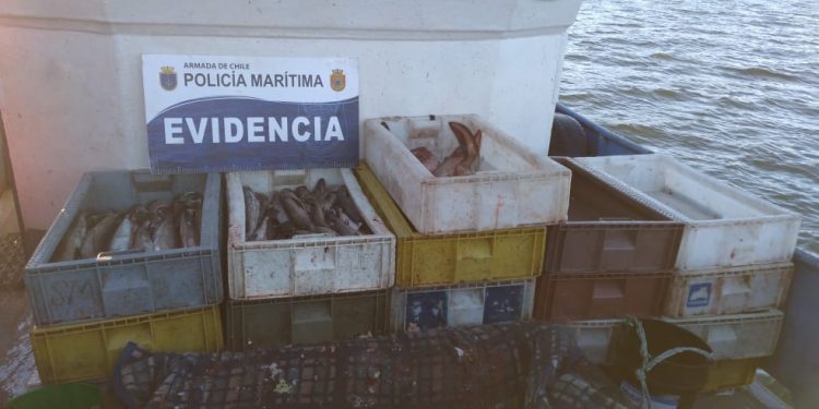 Más de 7 mil kilos de Merluza Austral y 852 kilos de Sardina fueron incautados por Autoridad Marítima de Aysén