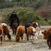 El aporte cultural, la innovación, eficiencia hídrica y el trabajo productivo en Zonas Extremas fueron reconocidos en la ceremonia virtual del Día del Campesino organizada por INDAP Aysén