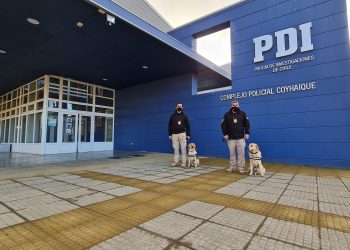 Con apoyo de dos nuevas canes detectoras de drogas PDI y Fiscalía detectan tráfico de marihuana vía encomienda