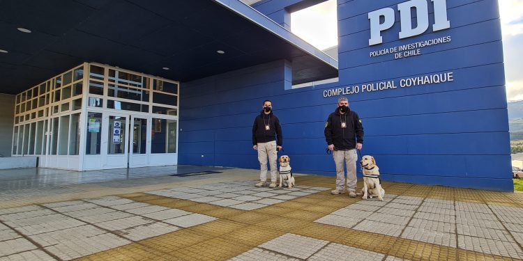 Con apoyo de dos nuevas canes detectoras de drogas PDI y Fiscalía detectan tráfico de marihuana vía encomienda