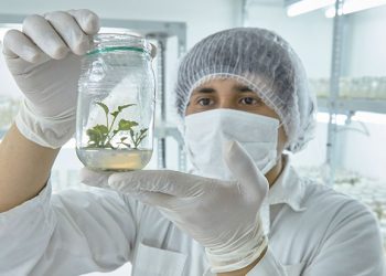 ¿Cómo influye la compensación vegetal nativa tras el cambio climático? Biotecnólogos analizan sinergia