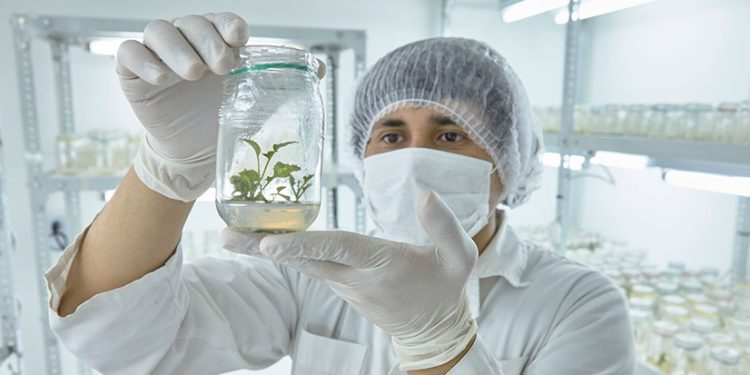 ¿Cómo influye la compensación vegetal nativa tras el cambio climático? Biotecnólogos analizan sinergia