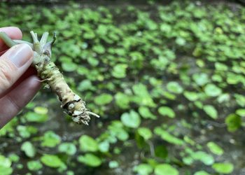 Avanza la producción de wasabi chileno con un fuerte interés desde Miami