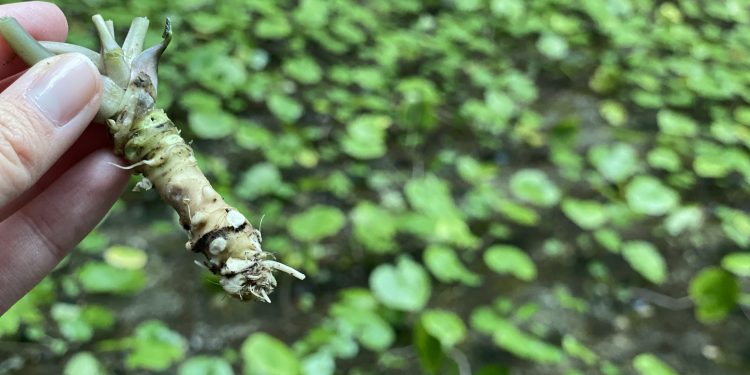 Avanza la producción de wasabi chileno con un fuerte interés desde Miami
