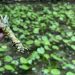 Avanza la producción de wasabi chileno con un fuerte interés desde Miami