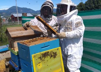 Se abre el mercado de Arabia Saudita para la miel y productos apícolas chilenos