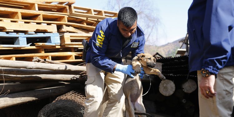 PDI detiene en flagrancia a imputada por delito de maltrato animal en contra de un can de 10 años