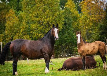 Influenza Equina: SAG recuerda resolución de vacuna obligatoria para equinos.