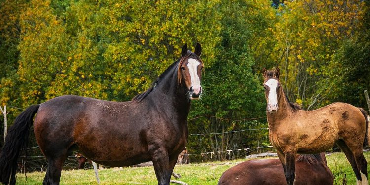 Influenza Equina: SAG recuerda resolución de vacuna obligatoria para equinos.