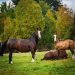 Influenza Equina: SAG recuerda resolución de vacuna obligatoria para equinos.