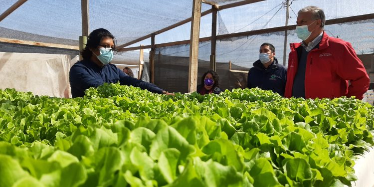 Microbiología, desalinización y economía circular: Antofagasta como un referente frente al cambio climático