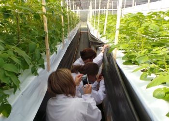 Cultivo de hortalizas con adaptación agroclimática: el nuevo desafío FIA en Aysén