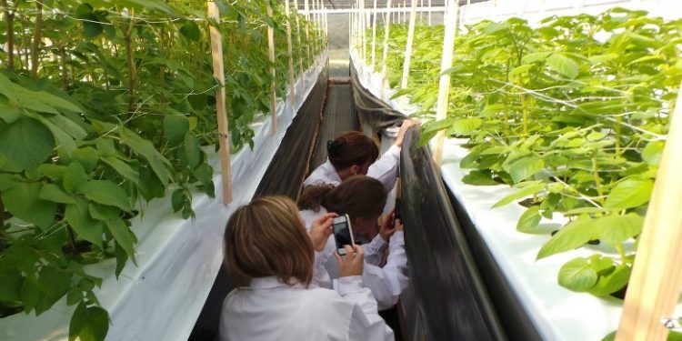 Cultivo de hortalizas con adaptación agroclimática: el nuevo desafío FIA en Aysén