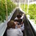 Cultivo de hortalizas con adaptación agroclimática: el nuevo desafío FIA en Aysén