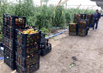 Optiriego, sensor portátil permitiría ahorrar hasta un 30% de agua en cultivo de hortalizas y frutales