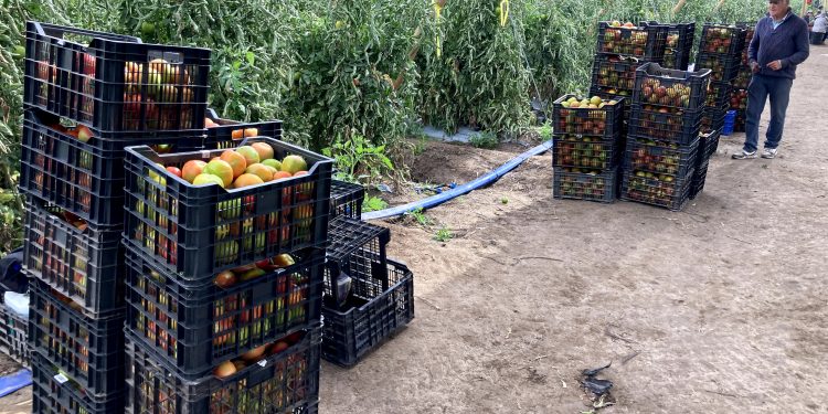 Optiriego, sensor portátil permitiría ahorrar hasta un 30% de agua en cultivo de hortalizas y frutales