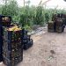 Optiriego, sensor portátil permitiría ahorrar hasta un 30% de agua en cultivo de hortalizas y frutales